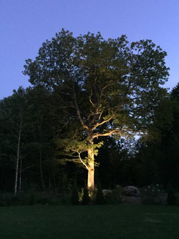 Markspett ACORN 36W 38� medium